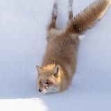 Fox Gif's 🦊