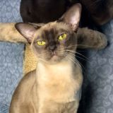 Burmese_Silk_Miracle_Cattery