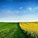 Поле возможностей 🌽