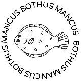 Bothus Mancus
