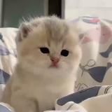 дейз FLIP DAO