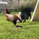 EL TEXANO FARM