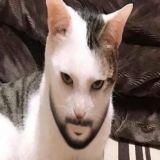 Котэ