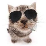 Котяч
