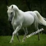 Caminantes Universales internacional