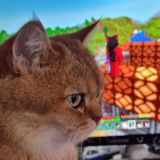 чашка кота