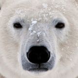 Bear is Gear
