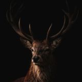 Black Deer \,,/