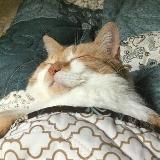 котеночек носиком клюет