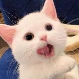 Котяшики
