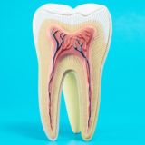 Dentistry Library