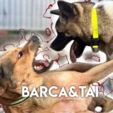 Barca&Tai
