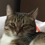 Кот Лёша