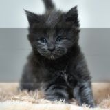 Maine Coon Kittens For Sale - MaineCoonShow.com - Information about the Maine Coon breed.