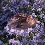 nature atmosphere