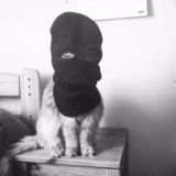 🕸️CrazyCatClub🐈