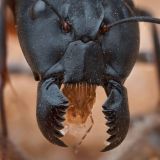 Злая природа | Nature is evil