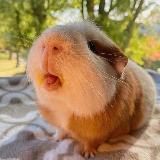 бисерок 🐹
