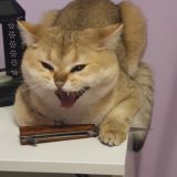 ʟʏɴɴ.ᴍʏᴀᴠ