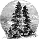 Секта Plantators