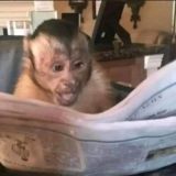 Affe Diskussion