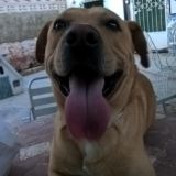 Adoptaunpeludito