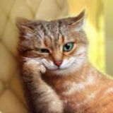 KOTOgram