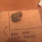 Oh my toads