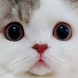 Мявстикс - Котостикеры