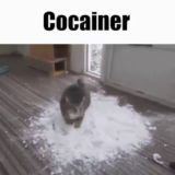 репочат