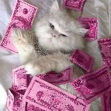 Сама себе папик