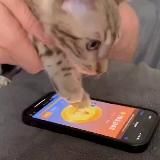 Notcoin