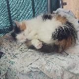 Кочовий песꑭ
