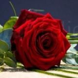 Rosareviews