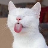 Котофания