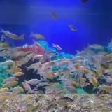 Aqua feed