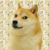 1 Doge Lotere