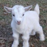 [закрыт] 🐑 𝔠𝔩𝔬𝔲𝔡 𝔰𝔥𝔢𝔢𝔭 ☁️