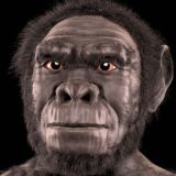 HomoHabilis
