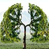 Respiratory Care Profession