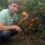 🍋LIMON 🍊MANDARIN KOCHATLAR MARKAZI🥝