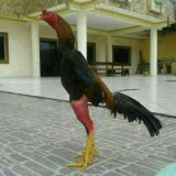 DAKAN BOZOR