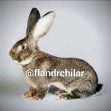 🐰 "Flandr"group
