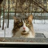 Мемасики разрушают твою жизнь
