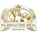 Той Пудель / Мальтипу