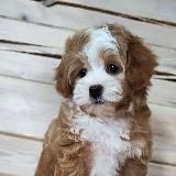 Malti_pushka❤️ ❤️ ( Мальтипу щенки Maltipoo) кавапу и пуделя.