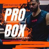 BERA_COACH (PRO BOX)