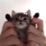 ɯ᧐κ᧐κᥱᴛ!🍫🐾