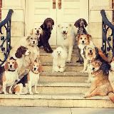 Dog World ❤️