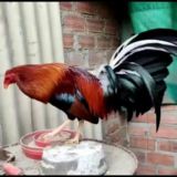 Gallos fortaleza ataque y defensa o wsp 901811592